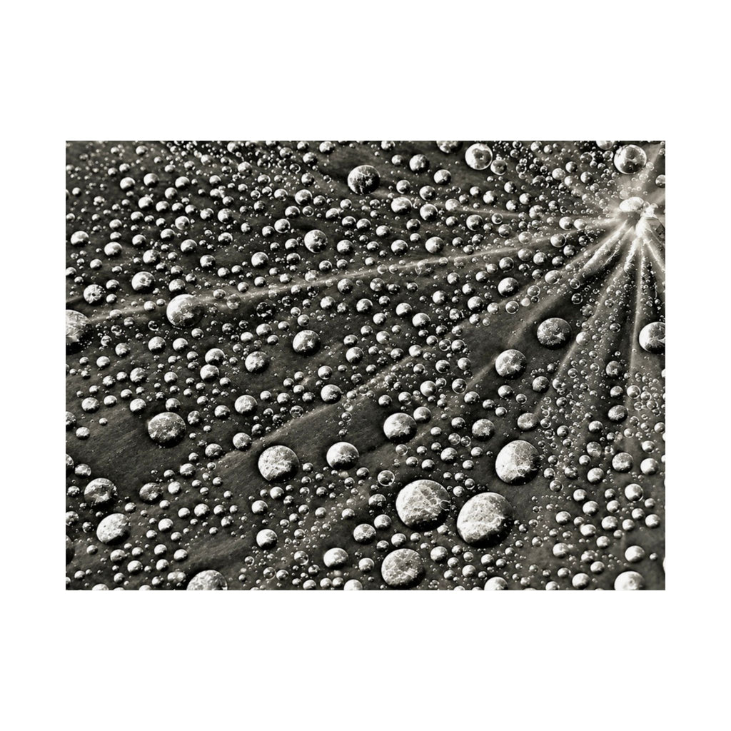 Black and White Water Droplets Abstract Nature Photography Poster