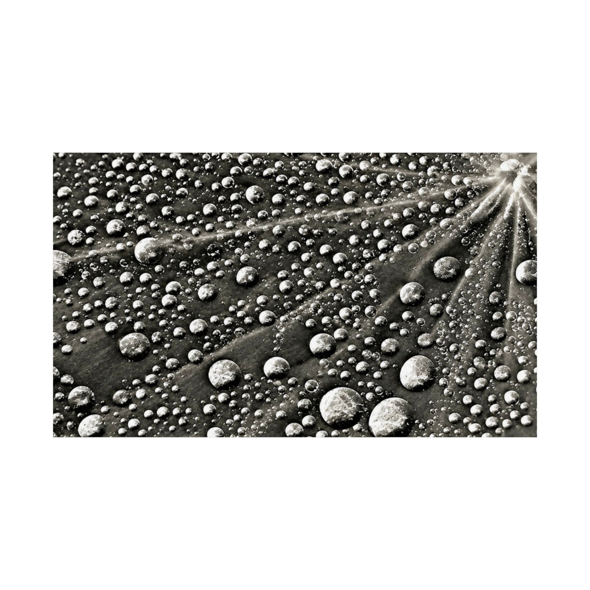 Black and White Water Droplets Abstract Nature Photography Poster