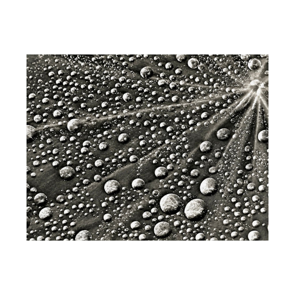 Black and White Water Droplets Abstract Nature Photography Poster