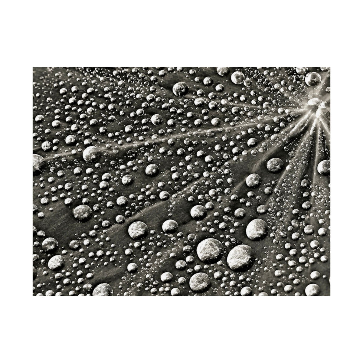 Black and White Water Droplets Abstract Nature Photography Poster