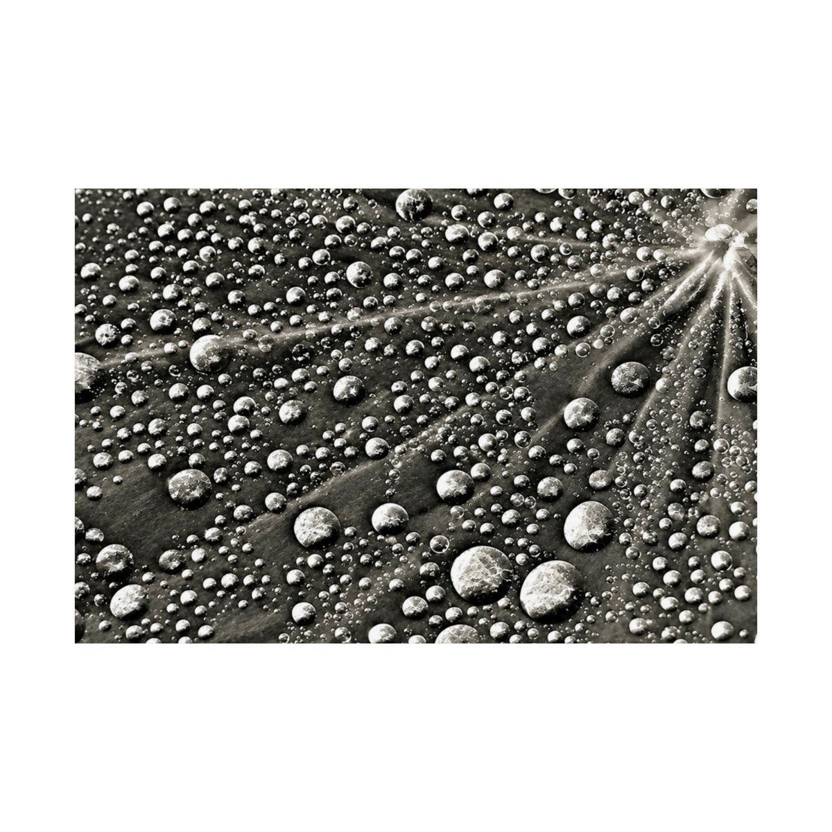 Black and White Water Droplets Abstract Nature Photography Poster