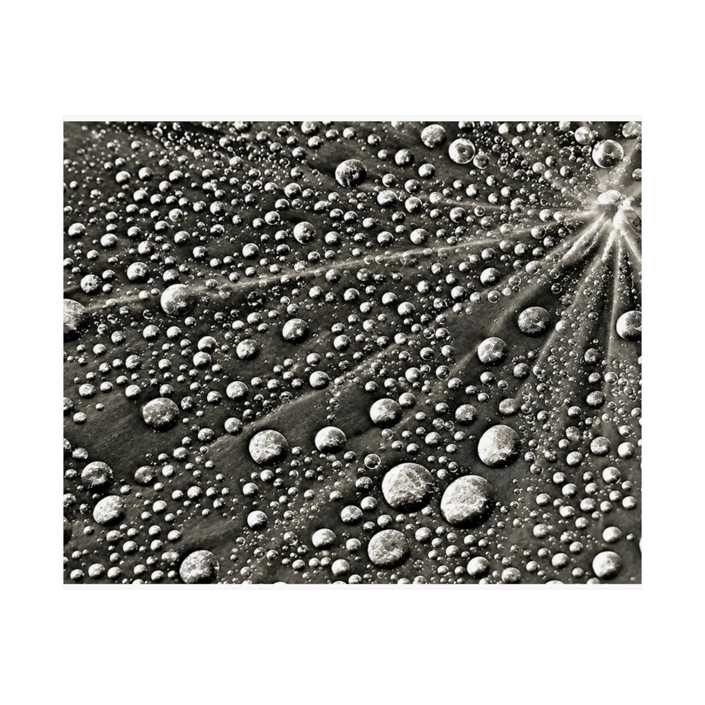 Black and White Water Droplets Abstract Nature Photography Poster